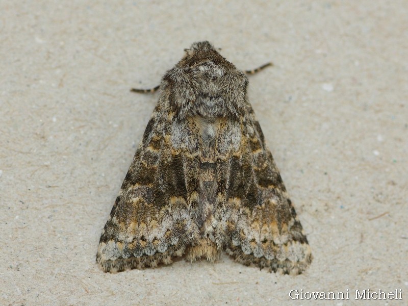 Noctuidae da determinare